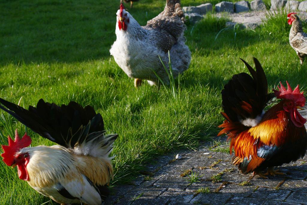 B&B Koornemoezen Zedelgem Luaran gambar